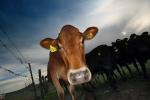 Jersey Cows, Petaluma, California, Two-Rock, Sonoma County, ACFD01_157