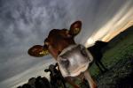 Jersey Cows, Petaluma, California, Two-Rock, Sonoma County, ACFD01_158