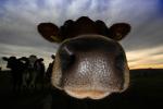 Nosey Cow, Jersey Cows, Petaluma, California, Two-Rock, Sonoma County, ACFD01_159