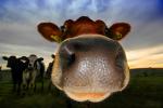 Happy Cow, smiles, Humor, humorous, friendly, nose, nosey, cute, Jersey Cow, ACFD01_159B