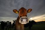 Jersey Cows, Petaluma, California, Two-Rock, Sonoma County, ACFD01_160