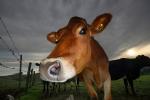Jersey Cows, Petaluma, California, Two-Rock, Sonoma County, ACFD01_161