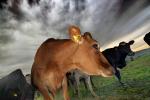 Jersey Cows, Petaluma, California, Two-Rock, Sonoma County, ACFD01_163