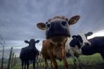 big nose, Jersey Cows, Petaluma, California, Two-Rock, Sonoma County, ACFD01_164