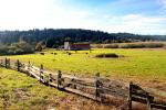 Fence, Barn, Cows, Fields, Freestone, Sonoma County, California, ACFD01_165