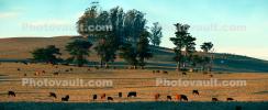 Cows, Cattle, Marin County, California, ACFD01_172