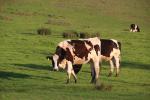 Grazing Cows, grass, Marin County, ACFD01_188