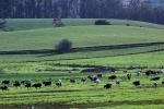 Grazing Cows, Valley Ford, Sonoma County, ACFD01_192