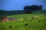 barn, greenfields, cows, cattle, ACFD01_196