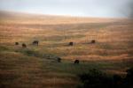 cows, cattle, ACFD01_197