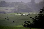cows, cattle, ACFD01_200