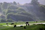 cows, cattle, Valley Ford, Sonoma County