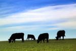 cows, cattle, ACFD01_202