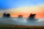 Sheep, fog, trees, ACFD01_203