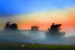 Sheep, fog, trees, Paintography, ACFD01_204