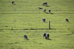 sheep, grazing, grass