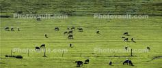 sheep, grazing, grass, ACFD01_209