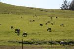 sheep, grazing, grass, ACFD01_213