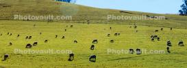 sheep, grazing, grass, Grass Field