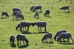 Sheep butting heads, grazing, sheep, grass, ACFD01_215