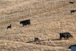 cows, cattle, ACFD01_221