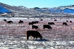 Cows grazing in the snow, Paintography, ACFD01_223
