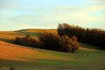 Rolling Hills with Trees, ACFD01_239