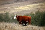 Cow in Grass, ACFD01_243