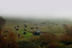 Beef Cows grazing, Wintry Rainy Foggy Day, Hill, trees, Petaluma, ACFD01_254