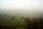 Beef Cows grazing, Wintry Rainy Foggy Day, Hill, trees, ACFD01_255
