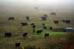 Beef Cows grazing, Wintry Rainy Foggy Day, Hill, trees, ACFD01_256