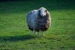Sheep, ACFD01_258