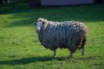 Sheep, ACFD01_259
