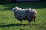 Sheep, ACFD01_260