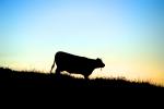 Cow on a Field, ACFD01_287