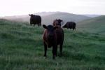 Cows on a Grass Field, ACFD01_292