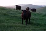 Cows on a Grass Field, ACFD01_293