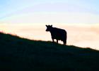 Cow on a Field, ACFD01_296