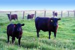 Cows on a Grass Field, ACFD01_297