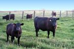Cows on a Grass Field, ACFD01_298