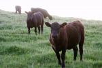 Cows on a Grass Field, ACFD01_299