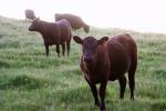 Cows on a Grass Field, ACFD01_300