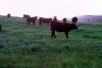 Cows on a Grass Field, ACFD02_001