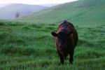 Cow on a Grass Field, ACFD02_002