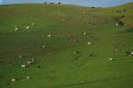 Cows on Vortex Mountain, ACFD02_045