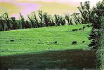 Cow, Rose Avenue, Cotati, Sonoma County, Cows, Eucalyptus