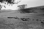 Sheep, Sonoma County, ACFPCD0661_040