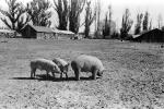 Pigs, sow, swine, barn, Cotati, Sonoma County, ACFPCD0661_051