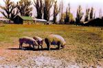 Pigs, sow, swine, barn, Cotati, Sonoma County, ACFPCD0661_051B