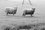 Sheep, Cotati, Sonoma County, ACFPCD0661_061